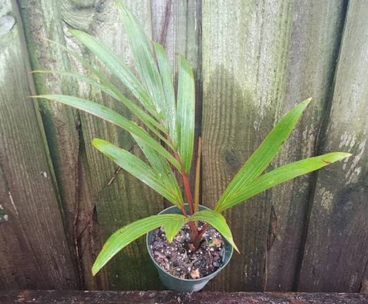 Bottle Palm Live Plant - Hyophorbe lagenicaulis - Outdoor Grown - Minor Blemishes - Tropical Houseplant for Gardens