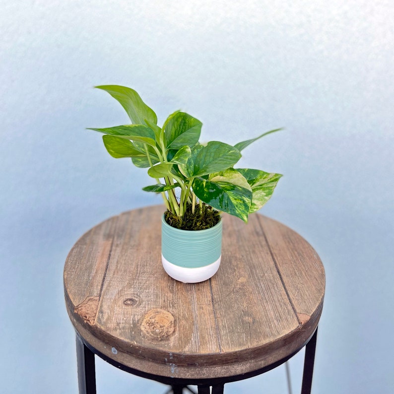 LIVE Golden Pothos Plant in Ceramic Pot | Devil’s Ivy | Indoor Houseplant for Gifts | Epipremnum aureum