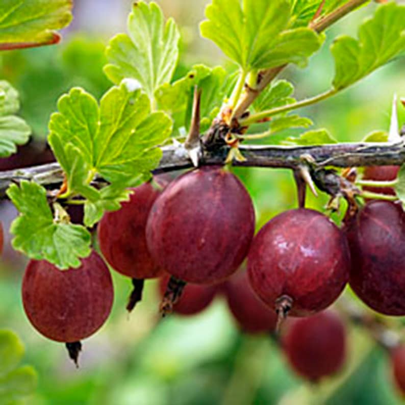 Hinnomaki Red Gooseberry Live Rooted Plant, Self-Pollinating Edible Shrub, Zones 3-7, Perfect for Cooking & Juices