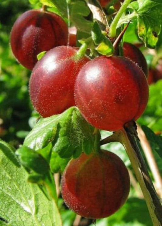 Captivator Gooseberry Live Rooted Plant - Self-Pollinating Hybrid Shrub for Zones 3-8 - Ripe Berries for Eating & Cooking