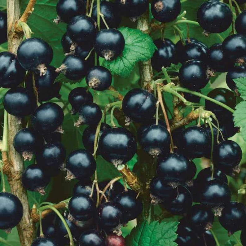 Consort Black Currant Live Rooted Starter Plant - Edible Shrub for Zones 4-8 - Ribes nigrum - Self-Pollinating Fruit Bush