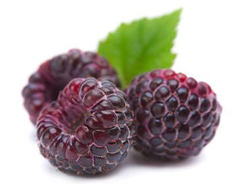 Glen Coe Raspberry Starter Plant 4-6 Inch Sweet Gourmet Fruit Bush "Rubus" Thornless Non-GMO Pesticide-Free