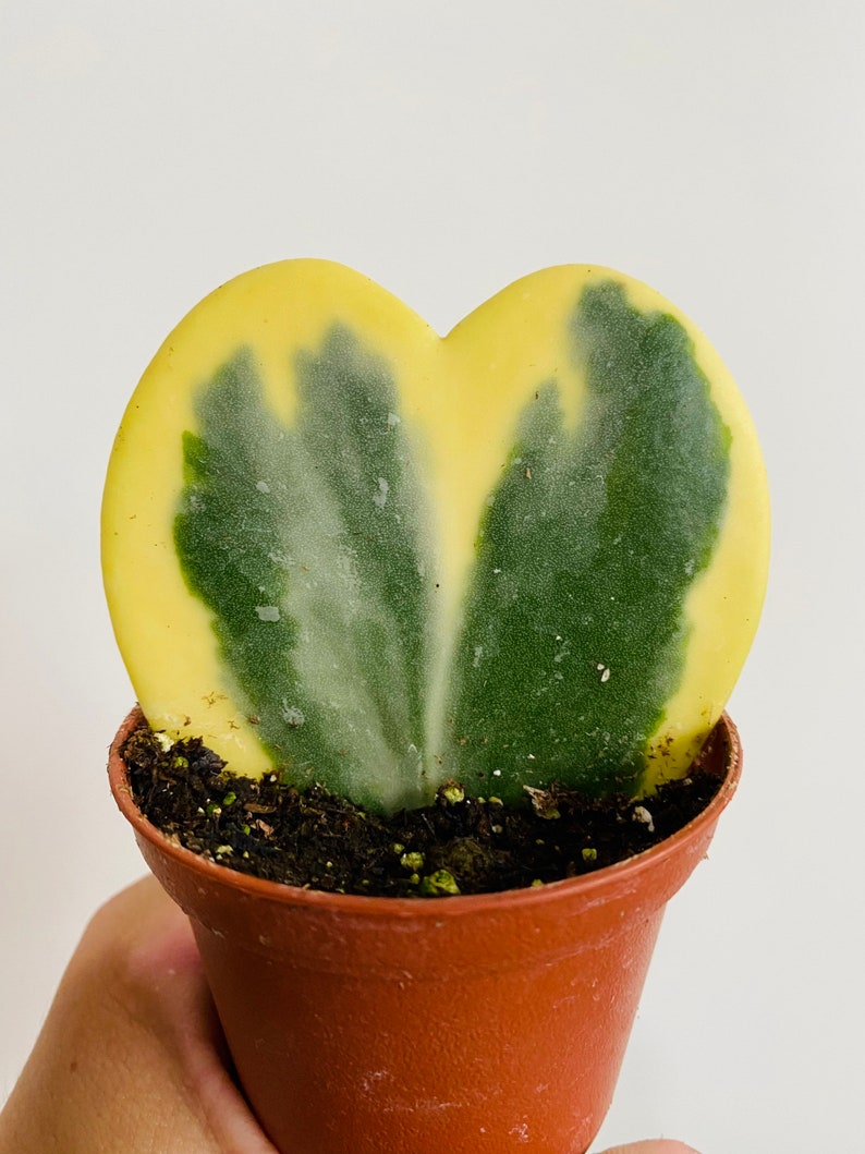 Hoya Kerrii Outer Variegated 3” - Heart Shaped Tropical Houseplant - Variegated Green & Cream Leaves - Succulent Plant