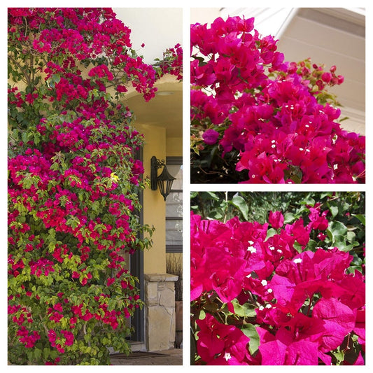Bougainvillea Live Plant Set - 2 Starter Plants - Barbara Karst - Bright Red Flowering Vine - Bougainvillea spp.