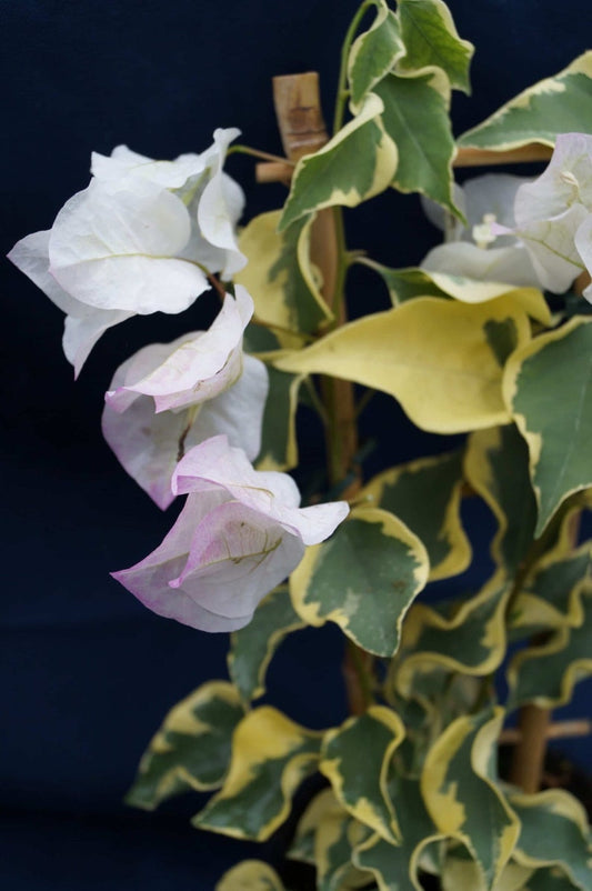 Bougainvillea Live Plant Set - 2 Starter Double Delight - Pink White Bi-Color - Bougainvillea glabra - Flowering Plants