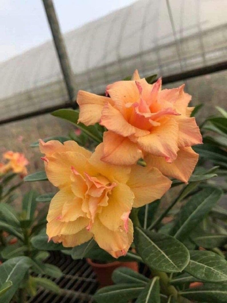 Double Yellow Desert Rose Plant - Adenium Obesum - Live Flowering Succulent - Low Water Tropical Container Plant