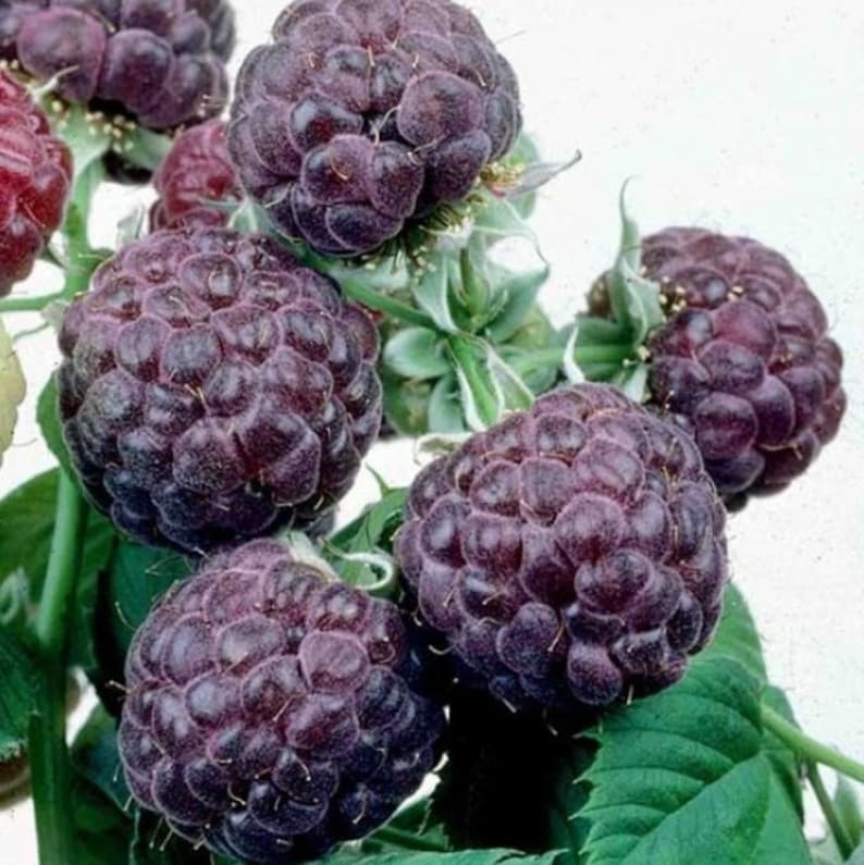 Glencoe Raspberry Plant - Live 4-6 Inch Purple Raspberry - Rubus idaeus - Spine-Free Canes for Home Garden