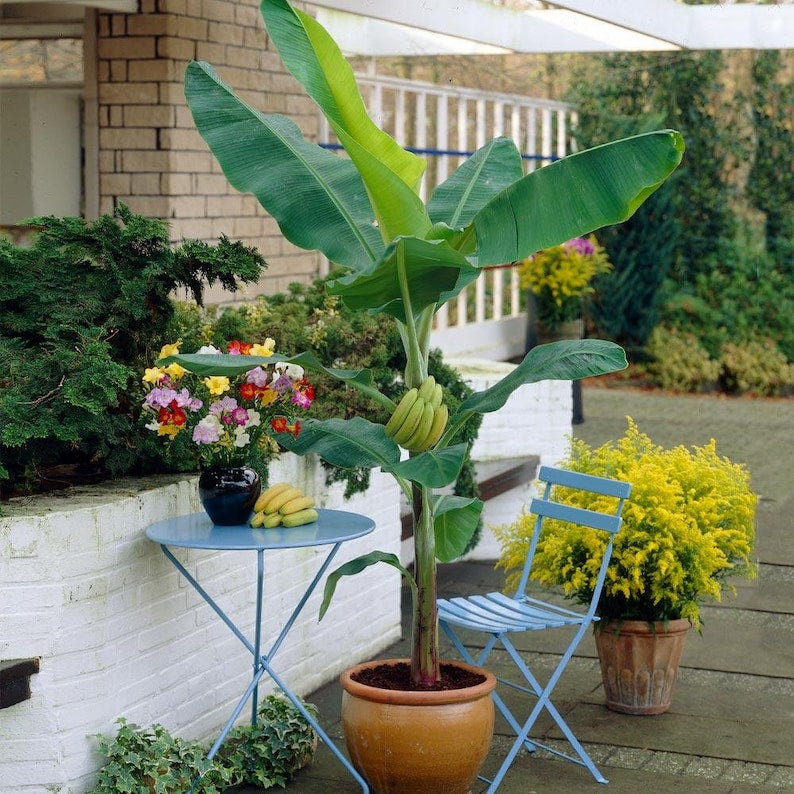 Organic Banana Plant Starter - Gran Nain Variety - Musa acuminata - Well Rooted in 2.5"x3.5" Pot - Free Shipping