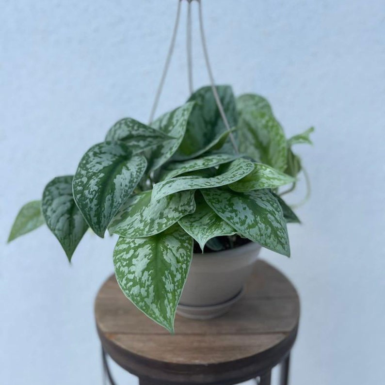 LIVE 8 inch Hanging Basket Silver Satin Pictus Scindapsus, Large Leaves, Velvet Texture Houseplant, Perfect Teacher Gift