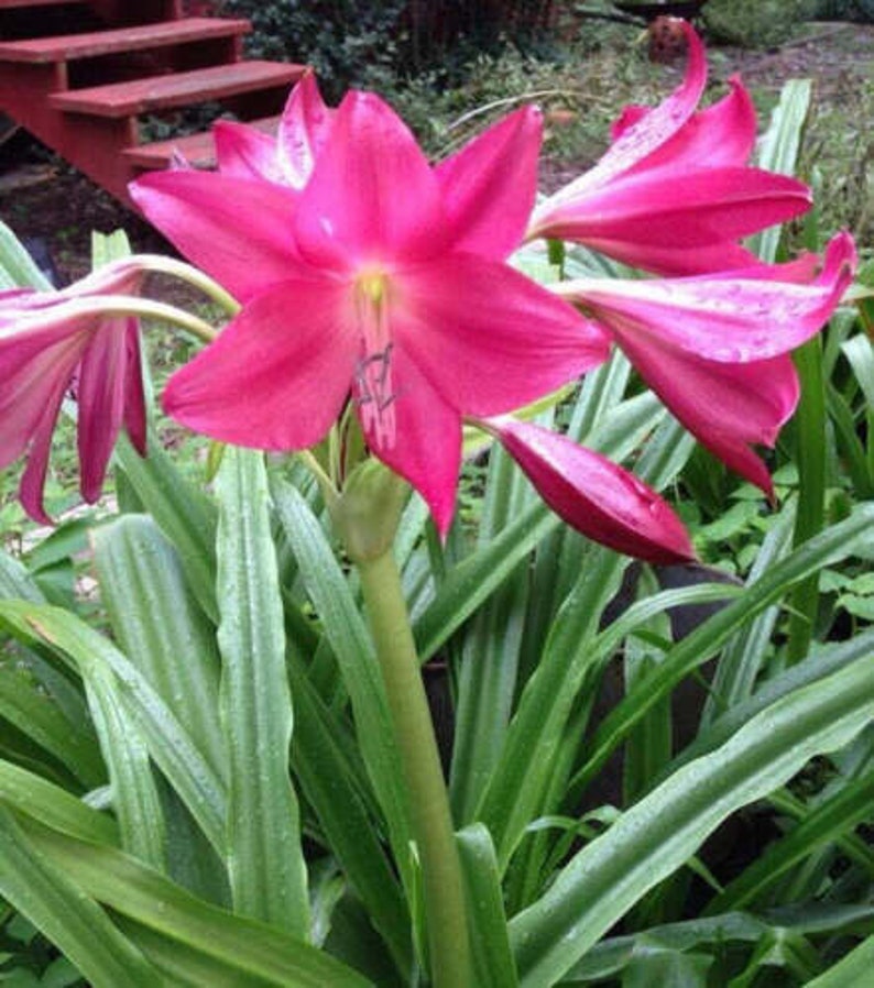Crinum Lily Jumbo Bulb, Ellen Bosanquet Variety, Blooming-Size, Perennial Flowering Plant - Crinum spp.