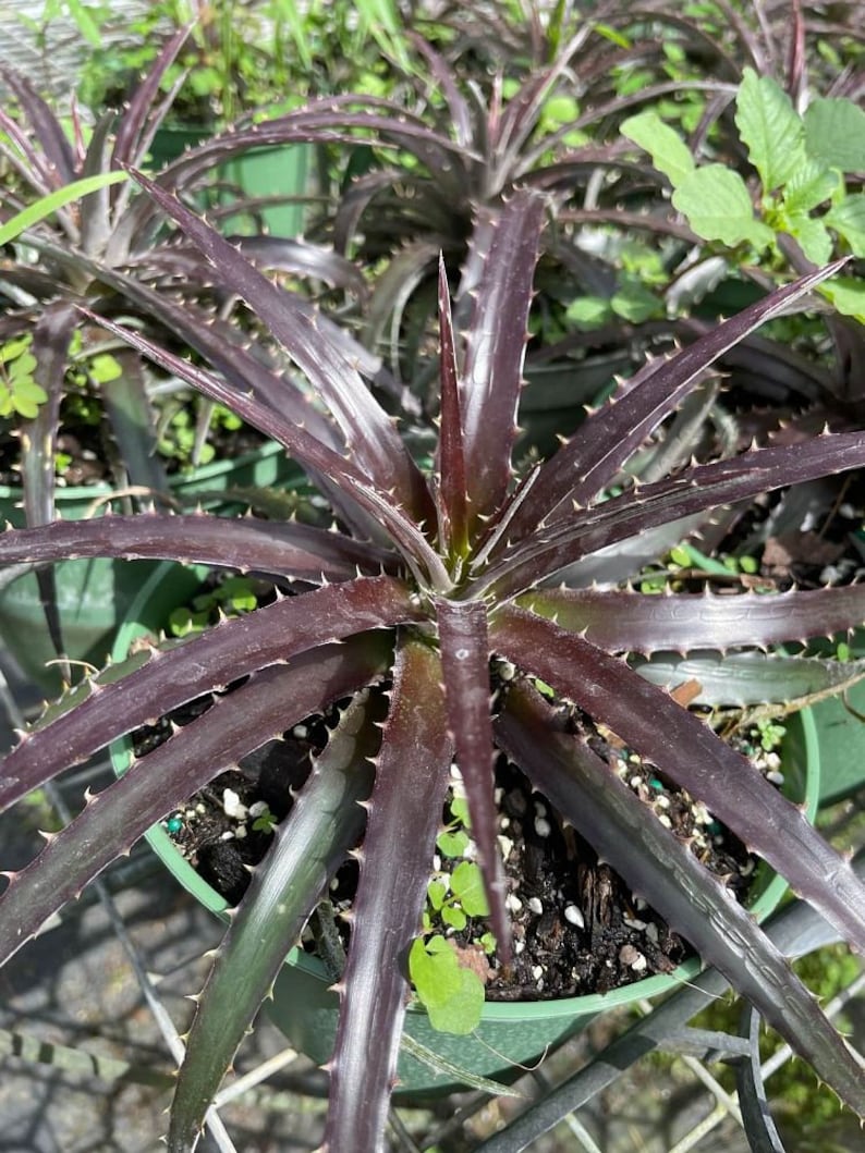 Bromeliad Plant - Dyckia Grape Jelly - Live Outdoor Plant - Low Maintenance Houseplant - Unique Succulent Variety