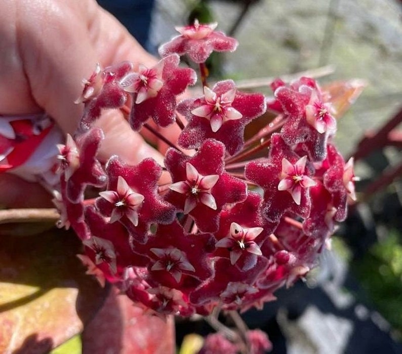 Hoya Pubicalyx Live Plant - Outdoor Grown - Easy Care Houseplant - Ideal for Beginners (Hoya pubicalyx)