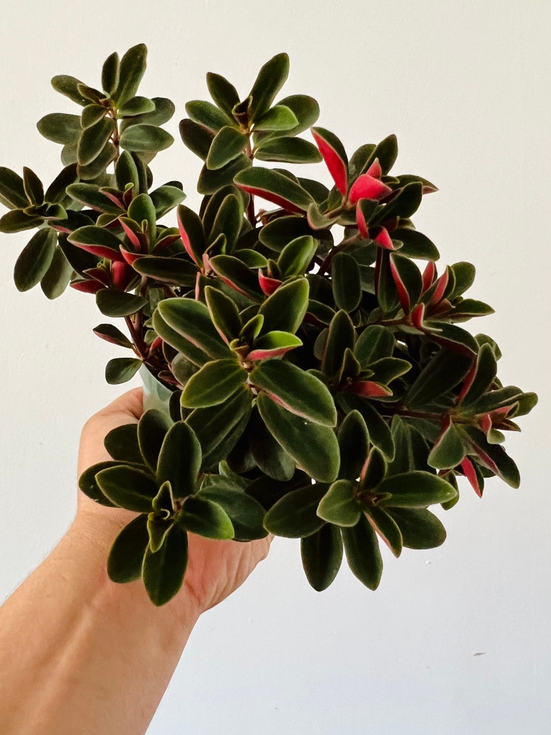 Peperomia Red Log Plant - Verticillata Variety - Easy Care Houseplant - Live Indoor Plant - Perfect for Beginners - Multiple Sizes