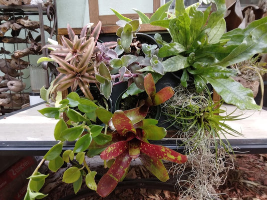 Wooden Vertical Planter for Air Plants & Succulents - Reclaimed Wood Planter - 6 Openings for Epiphytic Plants - Handmade Decor