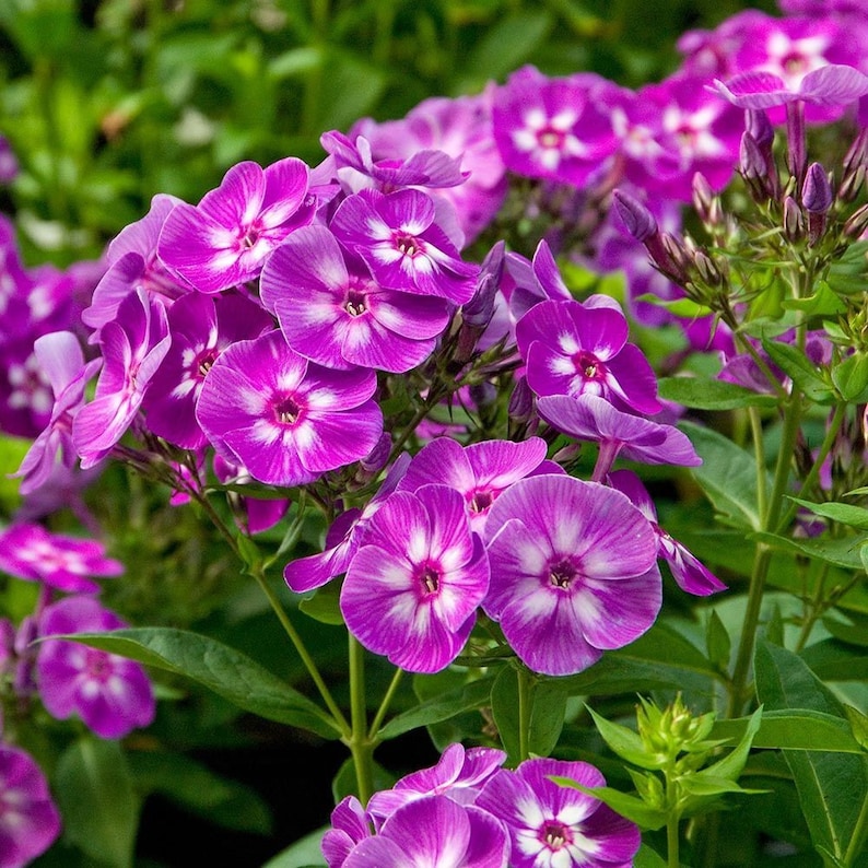 Garden Phlox Live Starter Plant 2.5" Pot Phlox 'Laura' Violet-Magenta Blooms - Hardy Zones 4-9, Mildew Resistant