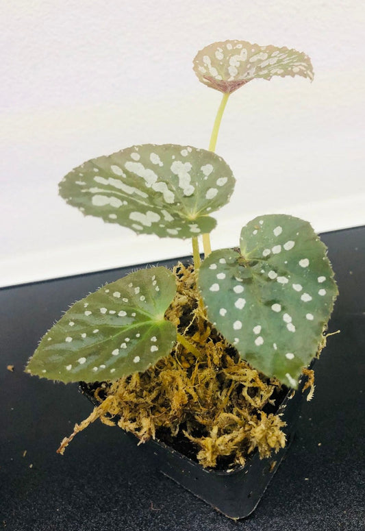 Begonia Rex Betsy 3” Pot Live Plant - Colorful Foliage, Easy Care Begonia (Begonia rex) for Bright, Indirect Light