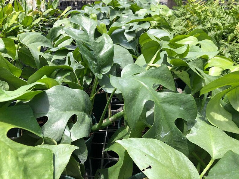 Rhaphidophora tetrasperma Live Plant - Green Indoor/Outdoor Tropical Houseplant - Easy Care Aroid Species