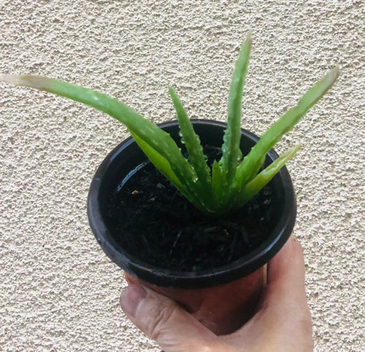 Aloe Vera Live Plant 4" Pot - Medicinal Variety - Aloe barbadensis miller