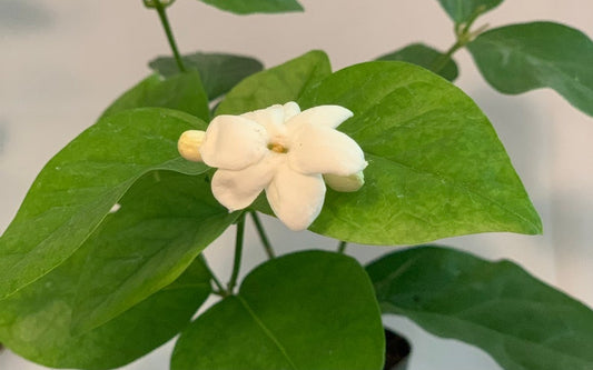 2” Sambac Jasmine Plants (6 Pack) - Live Jasmine Flowers - Jasminum sambac - Eco-Friendly Shipping