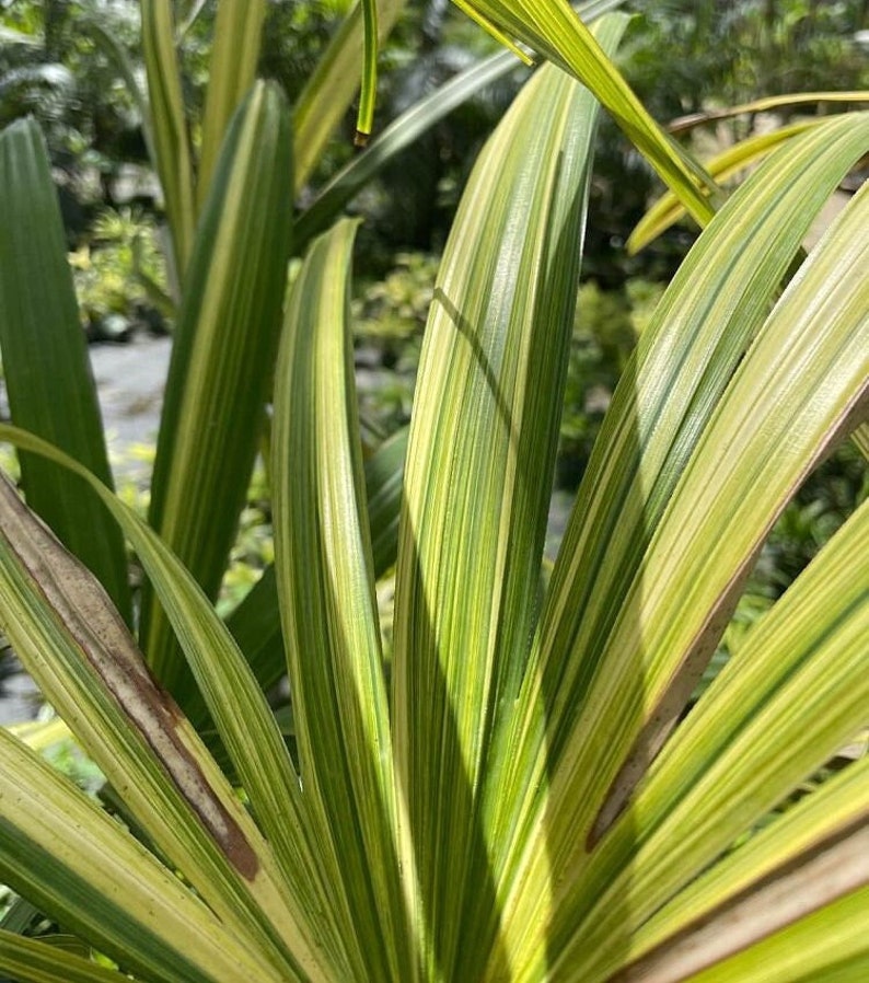 Variegated Lady Palm Plant - Rhapis excelsa Variegata - Live Outdoor Grown - Minor Blemishes - Tropical Houseplant