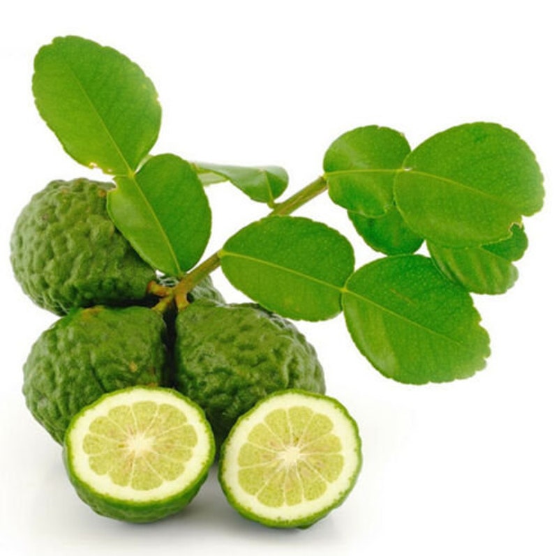 Grafted Kaffir Lime Tree - 1/2 Gallon - Citrus Hystrix - 3 Feet Tall - Includes Pot and Soil
