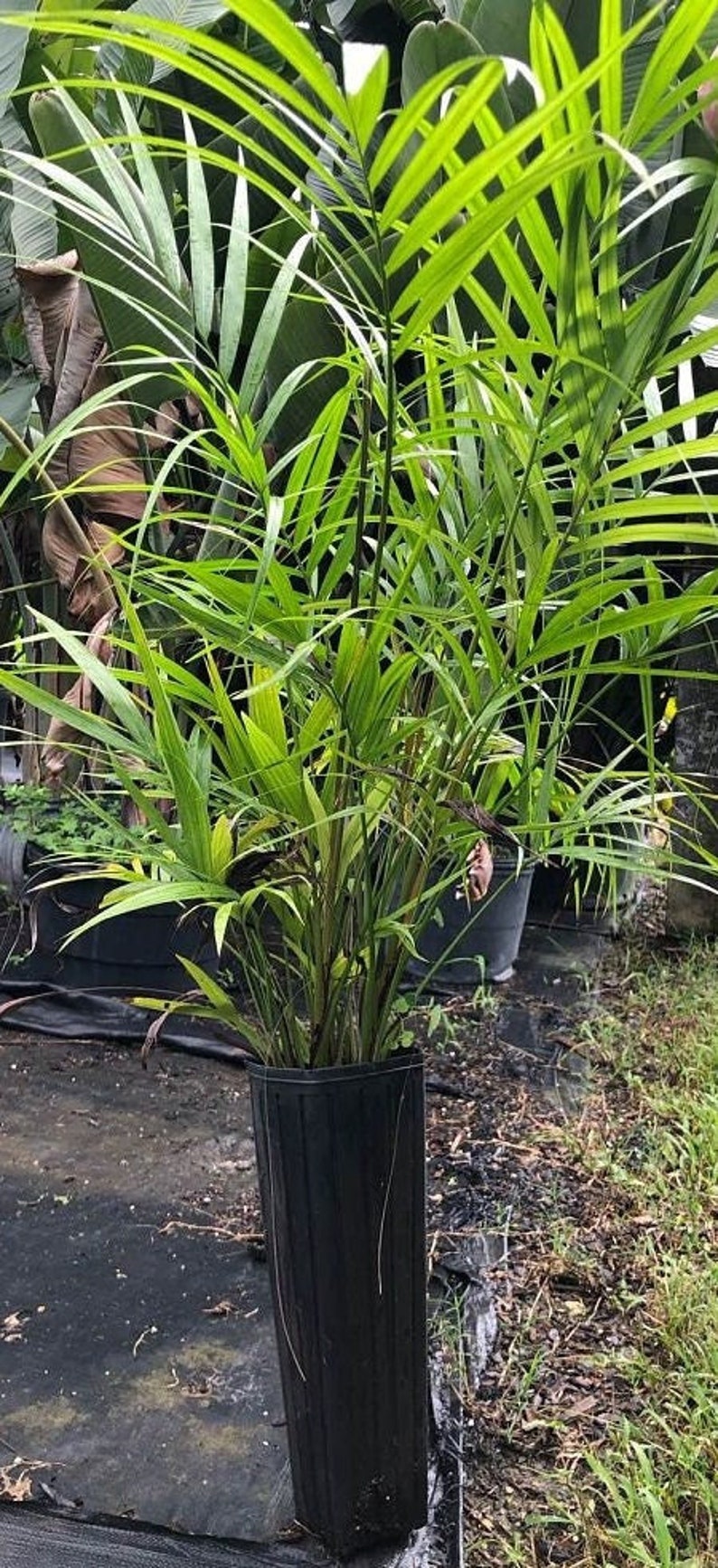 Sagisi Palm Live Plant - Heterospathe elata - Outdoor Grown - Minor Blemishes - Tropical Indoor Plant