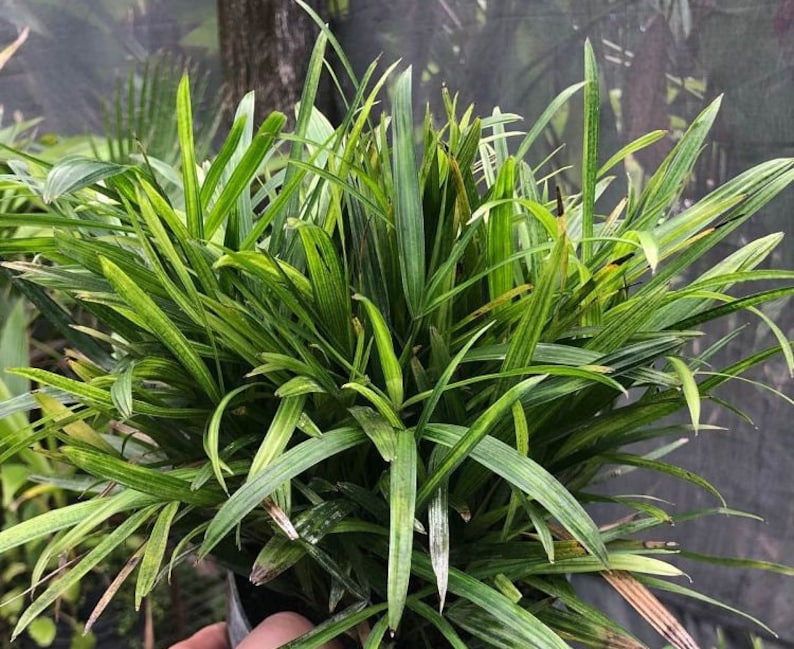 Rhapis Excelsa Super Dwarf Lady Palm - Live Plant - Hardy Indoor/Outdoor Variety - Perfect for Home Decor