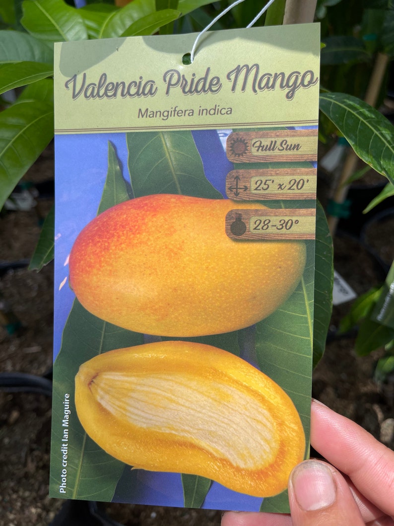 Grafted Valencia Pride Mango Tree 2-3 Feet Tall - Mangifera indica, 3 Gallon Pot with Soil, Ideal for Home Gardens