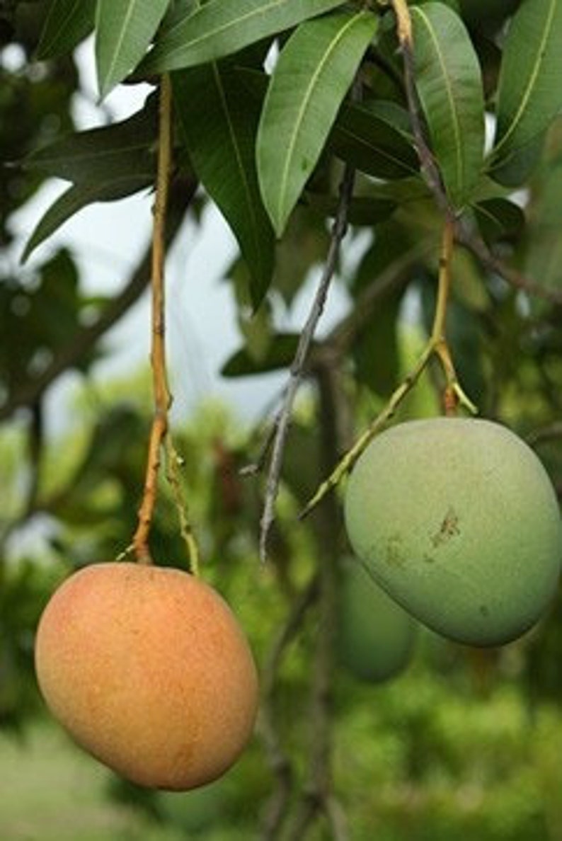 TEBOW MANGO TREE Grafted 3 Gallon - Mangifera indica - 3 Feet Tall, Includes Pot and Soil for Easy Planting