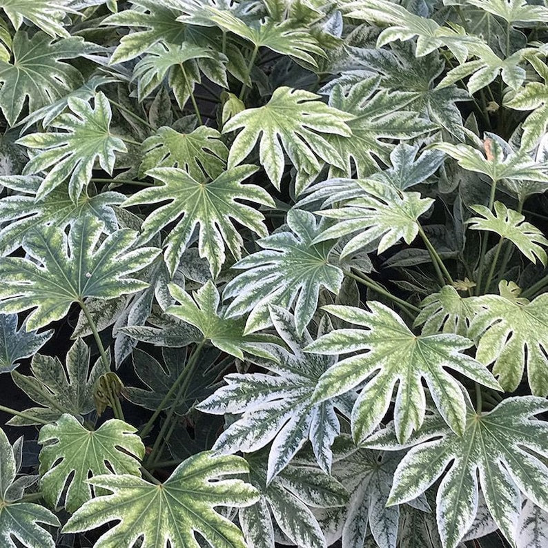 Fatsia japonica ‘Spider’s Web’ Starter Plant 6-10” Variegated Japanese Aralia - Rare Evergreen Houseplant