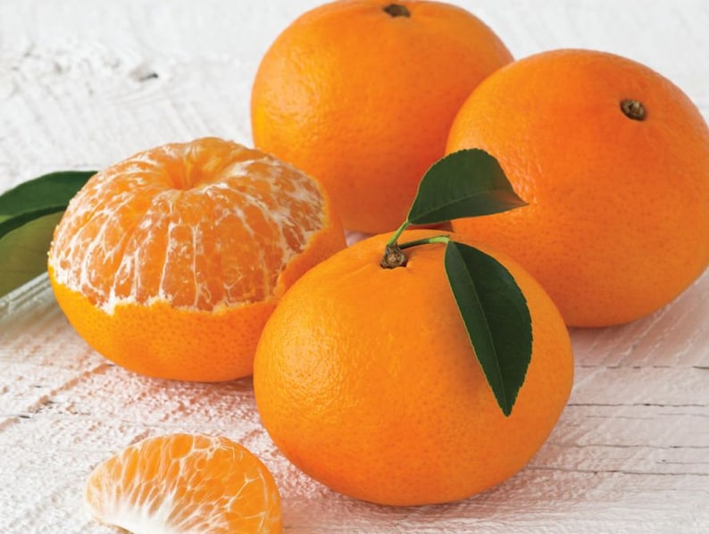 Grafted Fallglo Tangerine Tree 2-3 Feet Tall - Citrus reticulata, Indoor/Outdoor Plant, Easy Care Citrus Tree