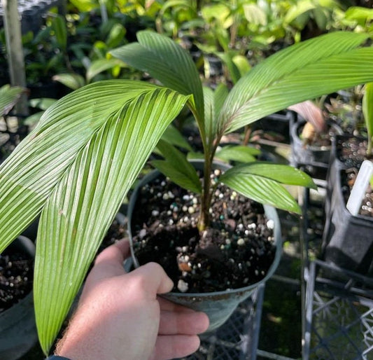 Asterogyne martiana Live Plant - Tropical Ornamental - Hardy Outdoor Plant for Gardens - Perfect for Landscaping