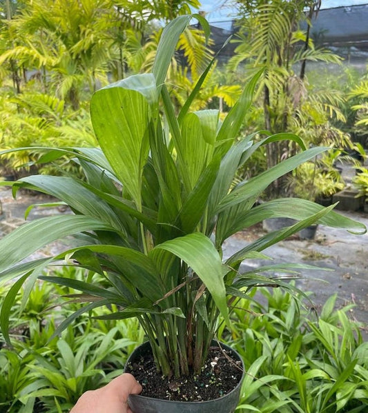 Bamboo Palm Live Plant - Chamaedorea seifrizii - Outdoor Grown - Minor Blemishes - Tropical Indoor Plant