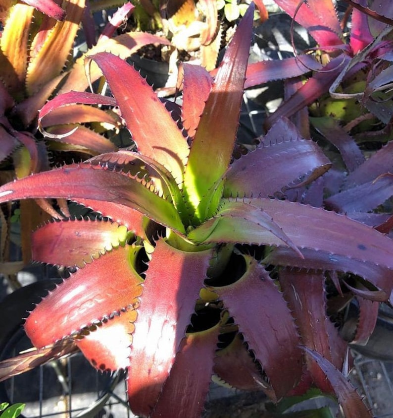 Bromeliad Plant - Neoregelia wurdackii - Live Outdoor Plant - Tropical Indoor Garden Decor