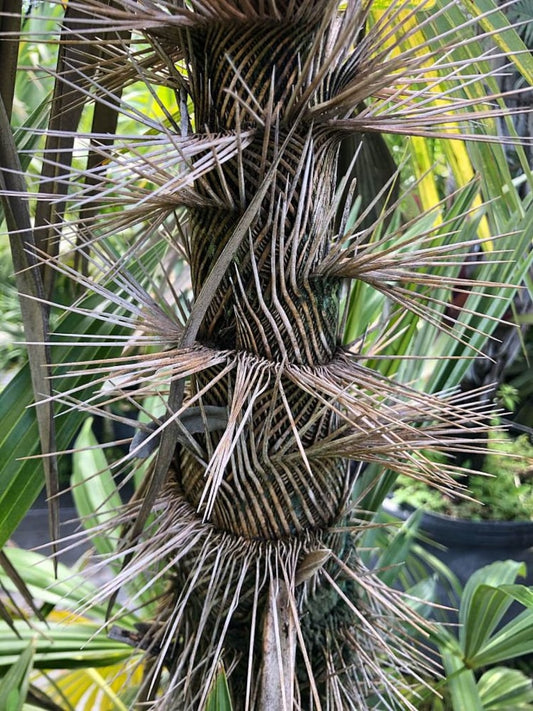 Zombia Palm Plant - Live Zombia antillarum - Outdoor Grown - Minor Blemishes - Tropical Indoor Plant