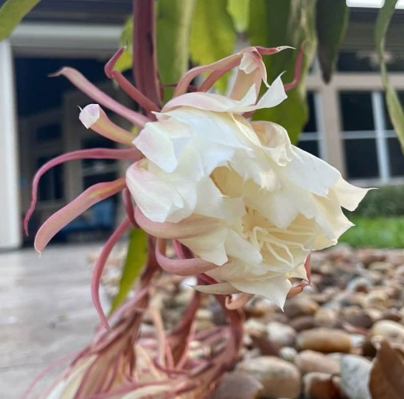 Epiphyllum oxypetalum Cutting - Night Blooming Cereus - Dutchman's Pipe Cactus - Outdoor Grown Plant