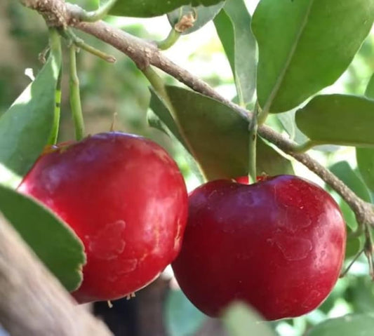 Barbados Cherry Live Starter Plant 1 Foot Acerola Cherry (Malpighia emarginata) Pesticide-Free Non-GMO in 4 Inch Pot