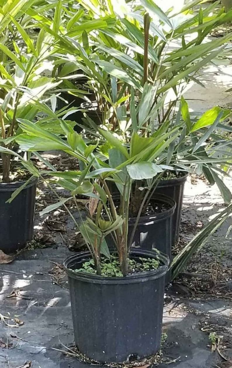 Dwarf Sugar Palm - Live Plant - Arenga engleri - Formosa Palm - Hardy Indoor/Outdoor Plant - Minor Blemishes Possible