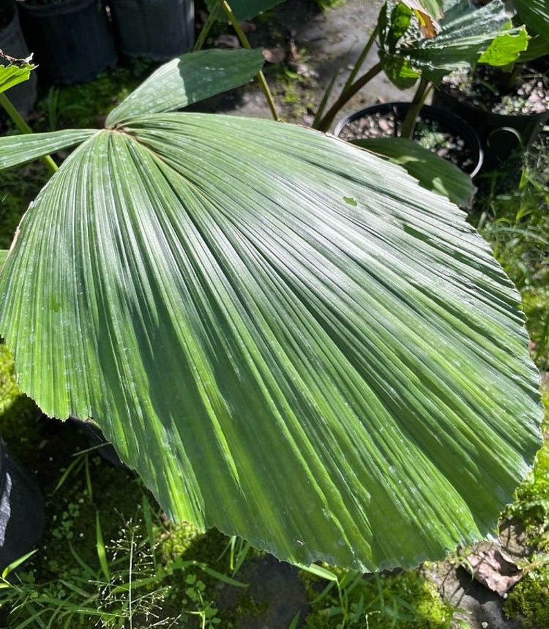 Iriartea deltoidea Palm - Live Plant - Tropical Indoor/Outdoor Palm - Unique Foliage - Hardy Houseplant - Florida Grown