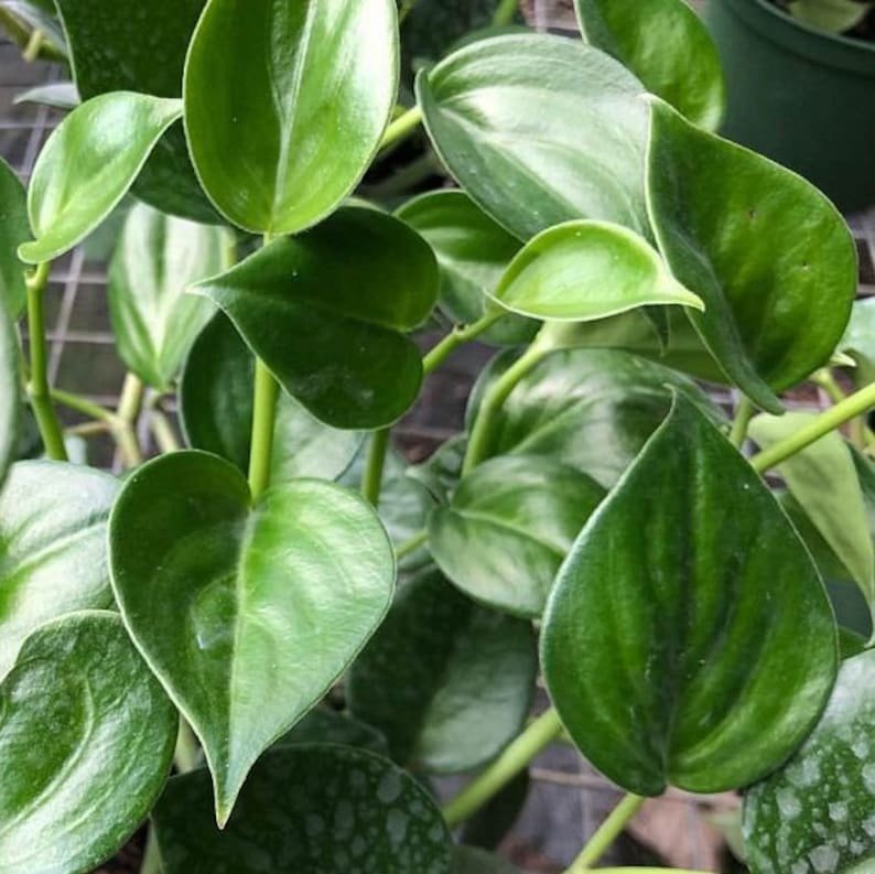 Peperomia Nitida Live Plant - Indoor Houseplant - Green Foliage - Easy Care Peperomia