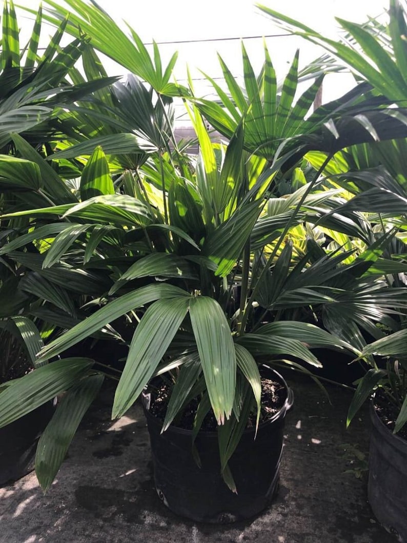 Chinese Fan Palm Live Plant - Livistona chinensis - Outdoor Grown - Minor Blemishes - Indoor/Outdoor Tropical Foliage