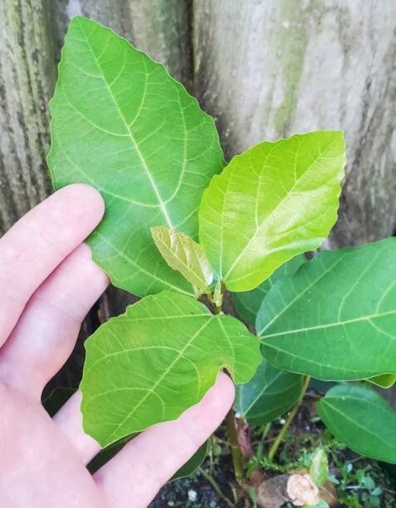 Ficus sur Live Plant - Broom Cluster Fig - Cape Fig - Outdoor Grown - Pest Inspected - Ideal for Home Gardening