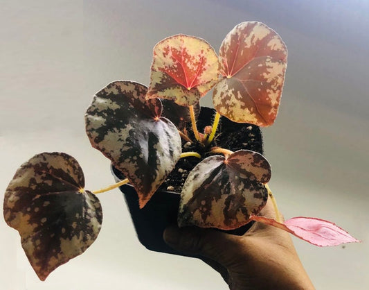 Begonia Plant in 4" Pot - Begonia nigritarum - Large Terrarium Variety - High Humidity Houseplant for Indoor Gardening