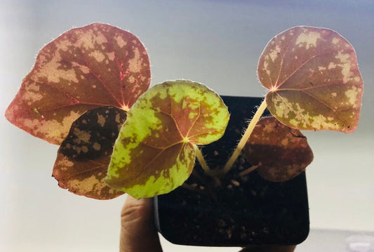 Begonia Plant 3" Pot Juvenile Begonia nigritarum High Humidity Terrarium Plant Live Indoor Houseplant