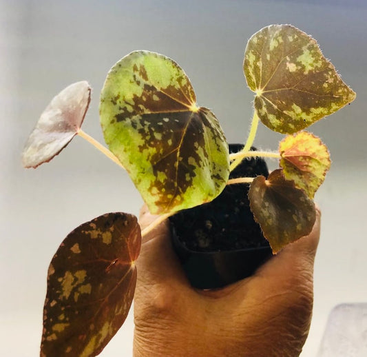 Begonia Plant 2" Pot Juvenile Variety High Humidity Care Begonia nigritarum