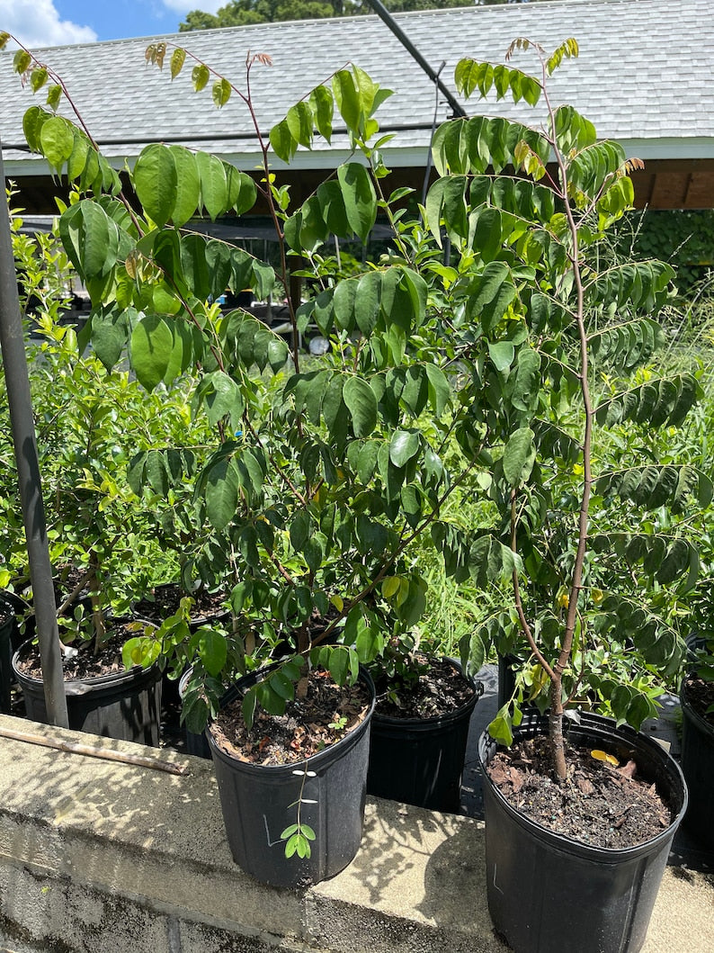 Grafted Star Fruit Tree 3-4 Feet - Healthy Cây Kh? with Soil & Pot - Ideal for Home Gardening, Tropical Fruit Plant