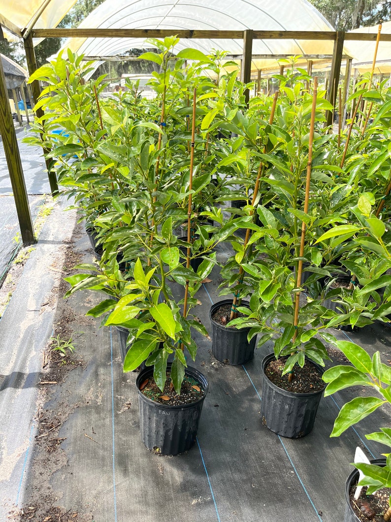 Grafted Avocado Tree 2-3 Feet Tall - Fantastic Avocado (Persea americana) in Pot with Soil, Shipped Weekly