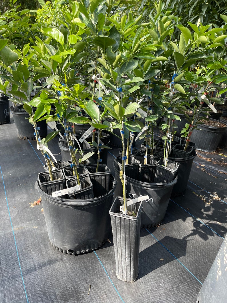 Grafted Red Navel Orange Tree - 3-4 Feet Tall, Citrus sinensis, Potted with Soil, Fresh Fruit Plant for Home Garden