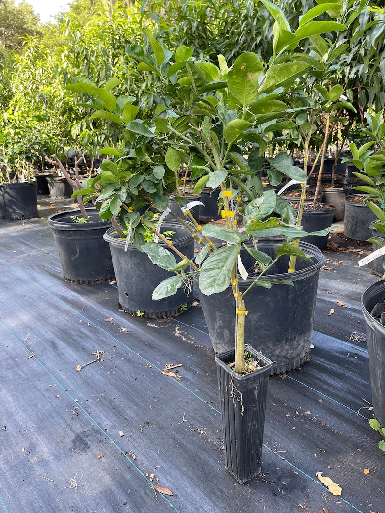 Grafted Ponderosa Lemon Tree - 3 Feet Tall - Citrus limon - No Shipping to California