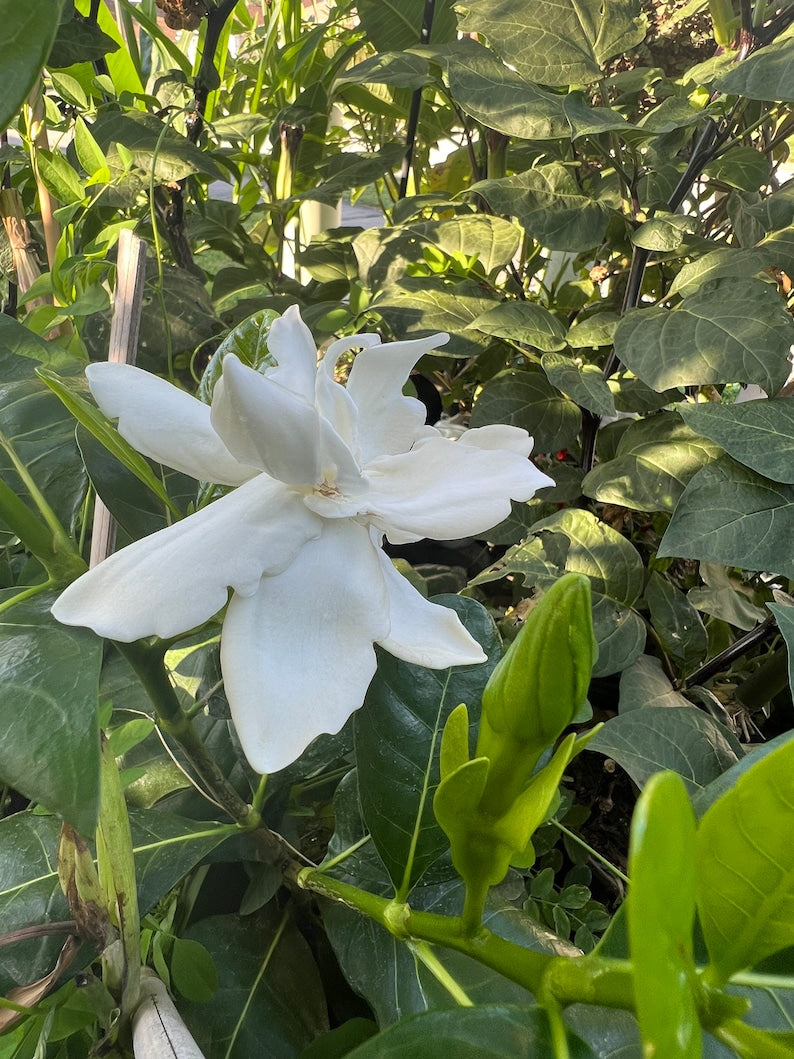 Tahitian Gardenia Tree 1ft to 2ft - Fragrant Flowers, Rare Variety, Gardenia taitensis - Huge Double Blossoms